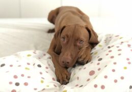 Pourquoi un chien ne doit pas dormir dans la chambre ?