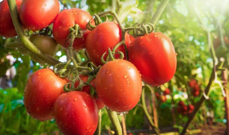 Pourquoi un fruit est un fruit ?