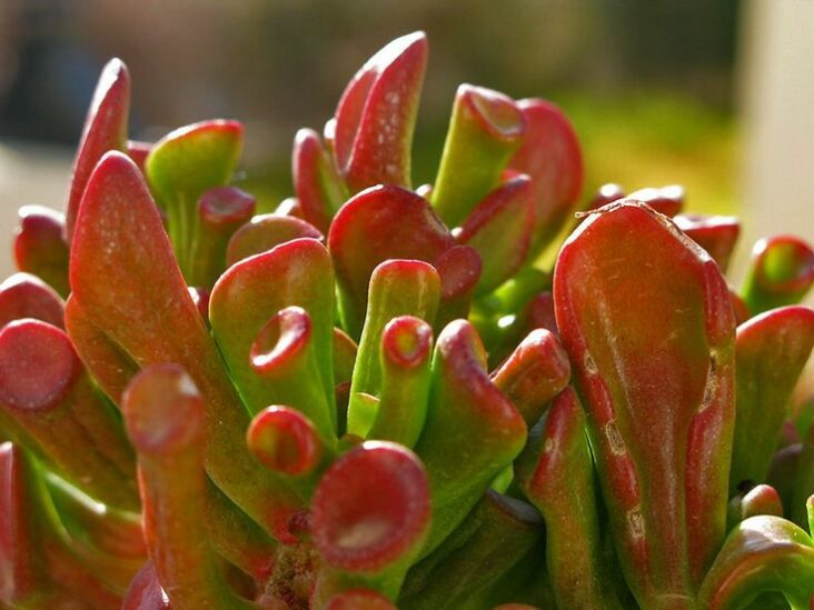 Quand fleurissent les Crassula ?