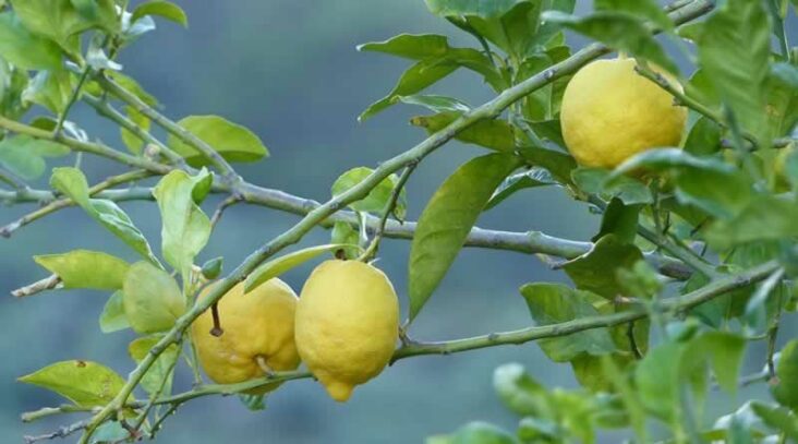 Quand le citron devient jaune ?