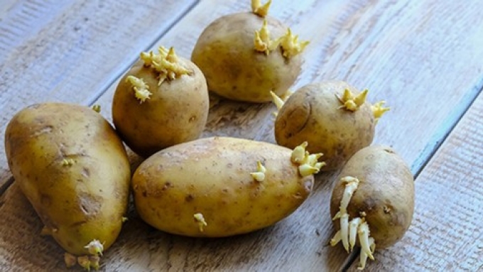 Quand ne pas manger pomme de terre ?