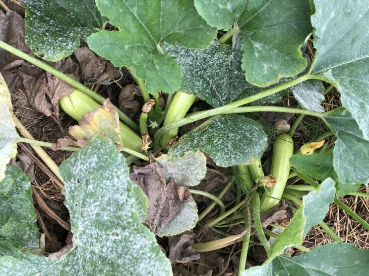 Quand planter les courgettes en mai 2022 ?