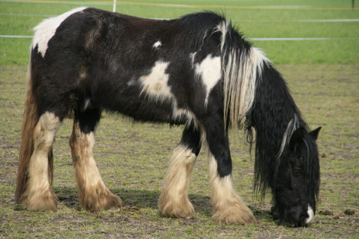 Quel est le plus fort cheval du monde ?