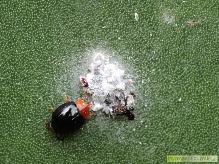 Quel insecte mange les cochenilles ?