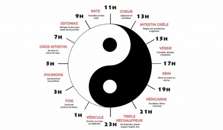 Quel organe entre 3h et 4h ?