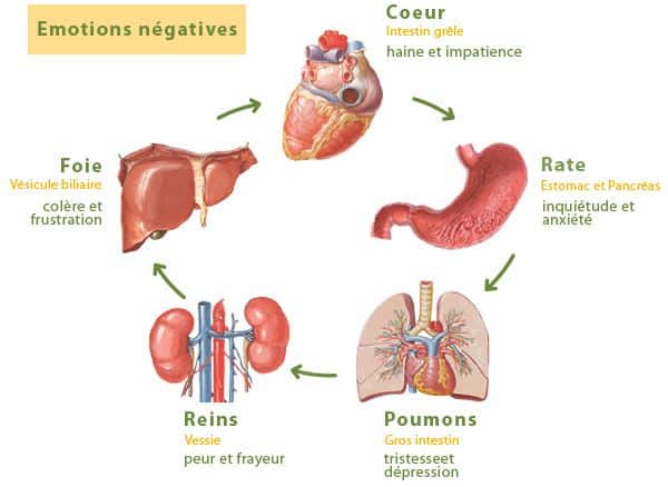 Quel organe pour quelle Emotion ?