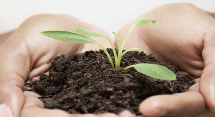 Quel plante pour mourir ?