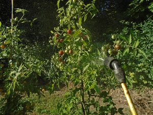 Quel quantité de bicarbonate pour traiter les tomates ?