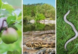 Quelle plante attire les serpents ?