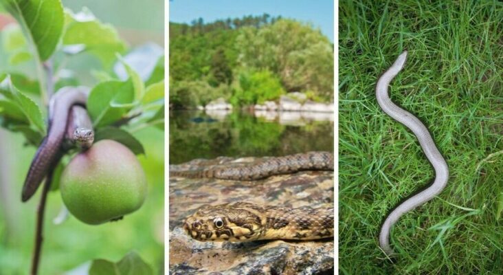 Quelle plante attire les serpents ?