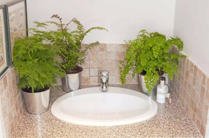 Quelle plante dans une salle de bain sans lumière ?