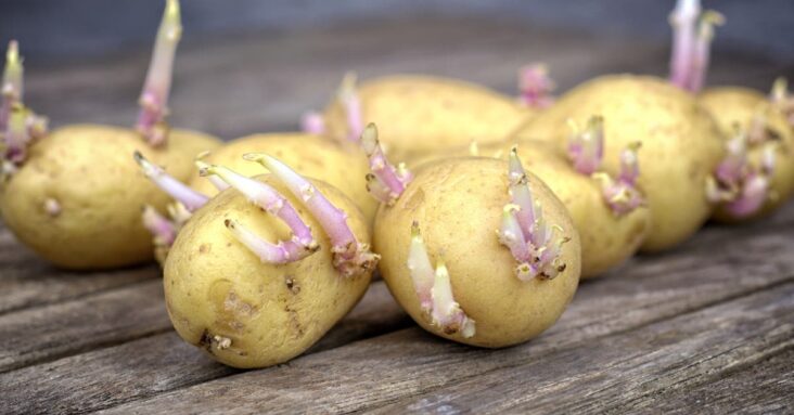 Qu'est-ce que le germe de pomme de terre ?